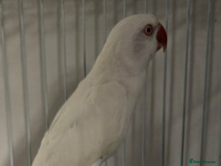 Parakeets birds White ringneck and cage - Advert 1
