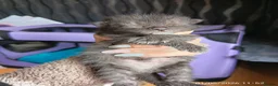 Mixed Breed cats for sale: KITTENS LOOKING FOR LOVING HOMES - Advert 20