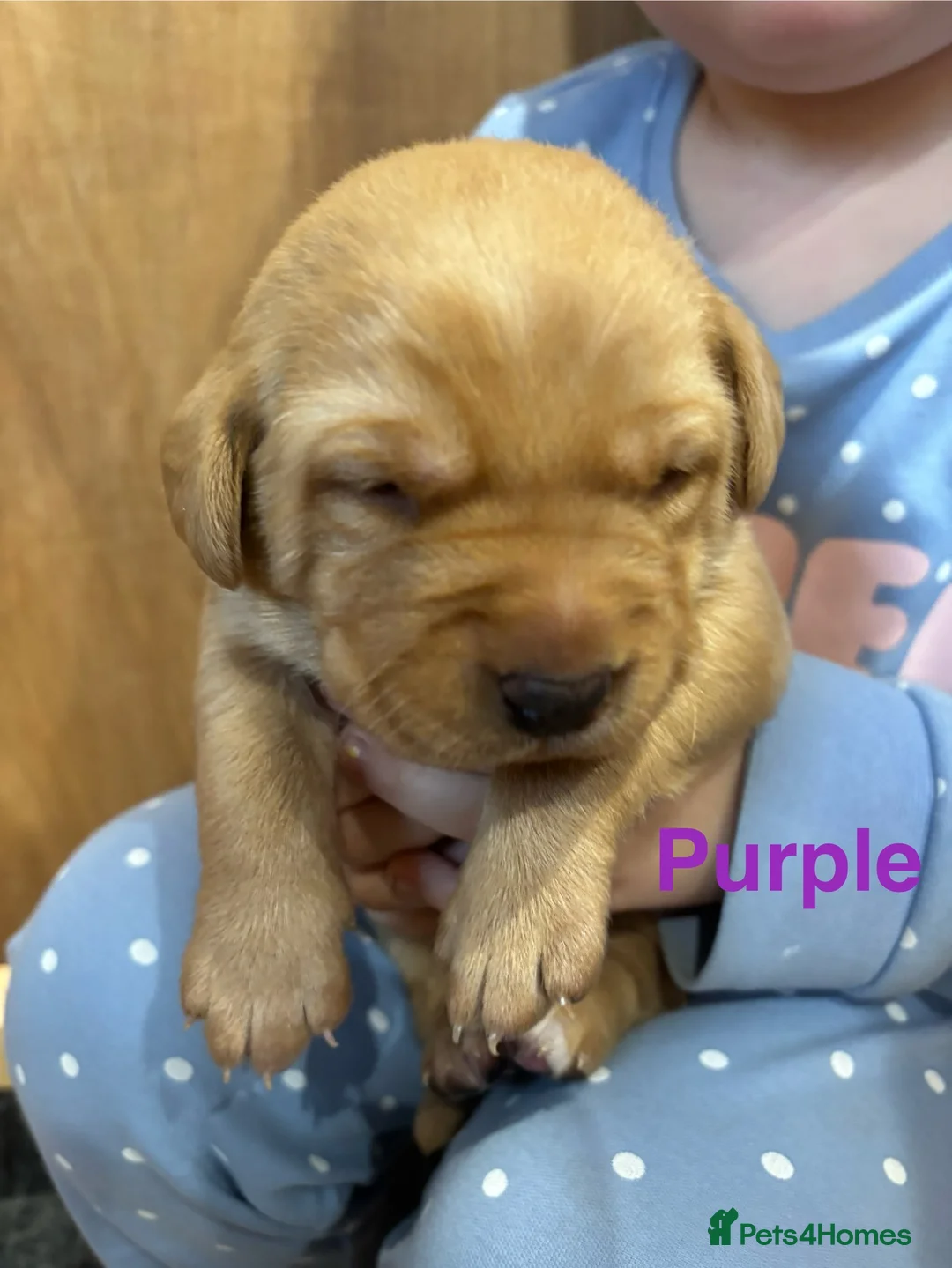 Labrador Retriever dogs for sale: Beautiful Labrador Puppies - Advert 21