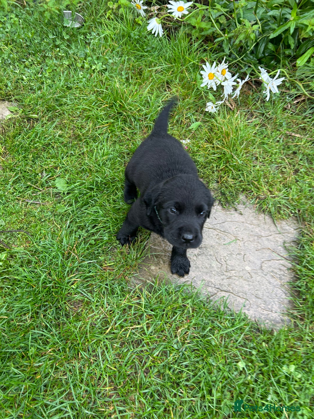 Labrador Retriever dogs for sale: Labrador retrievers  - Image 7