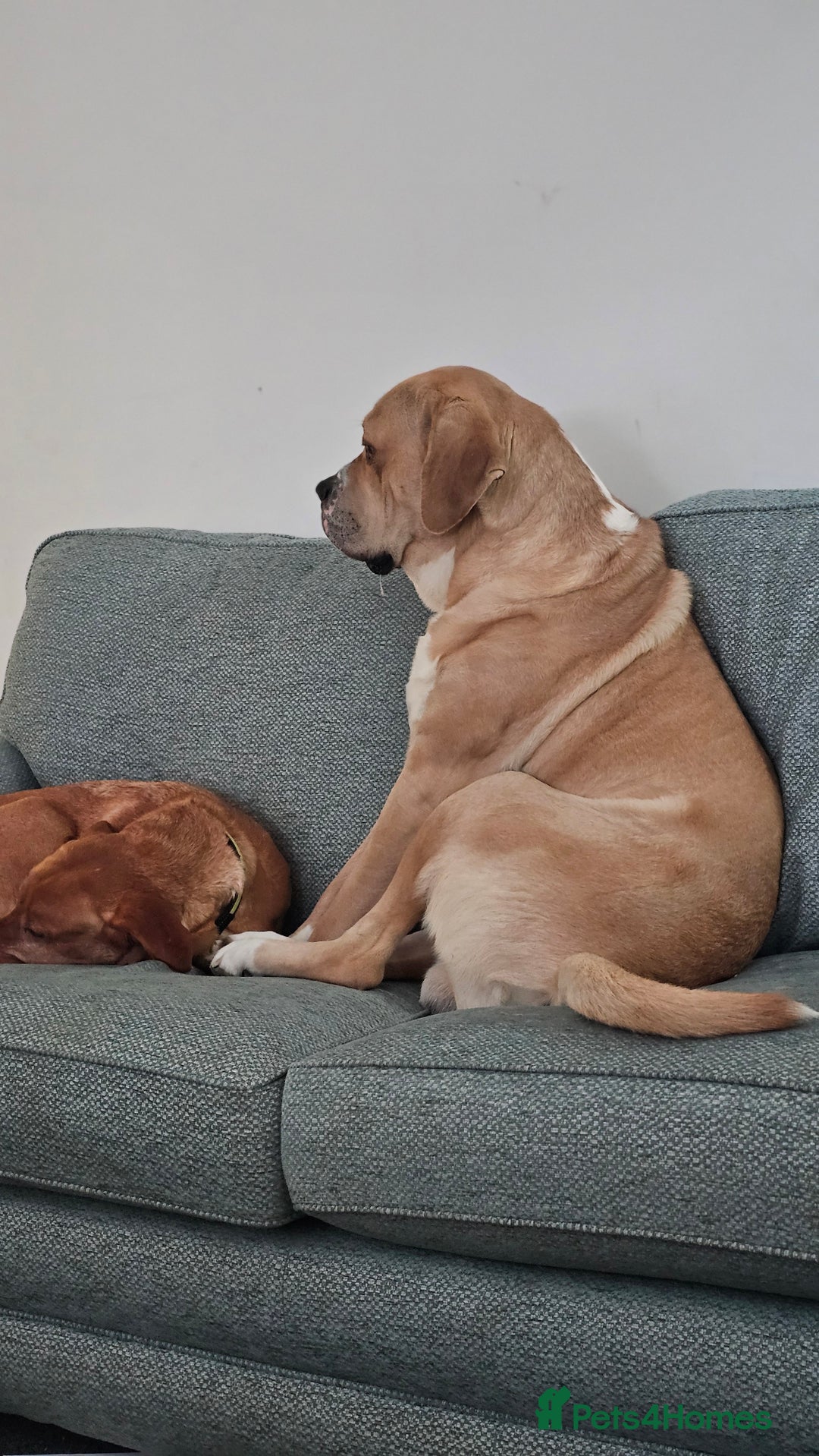 Mixed Breed dogs for sale: Central Asian Shepherd x Cane Corso - Advert 2