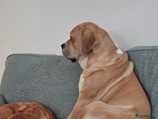 Mixed Breed dogs Central Asian Shepherd x Cane Corso - Advert 1