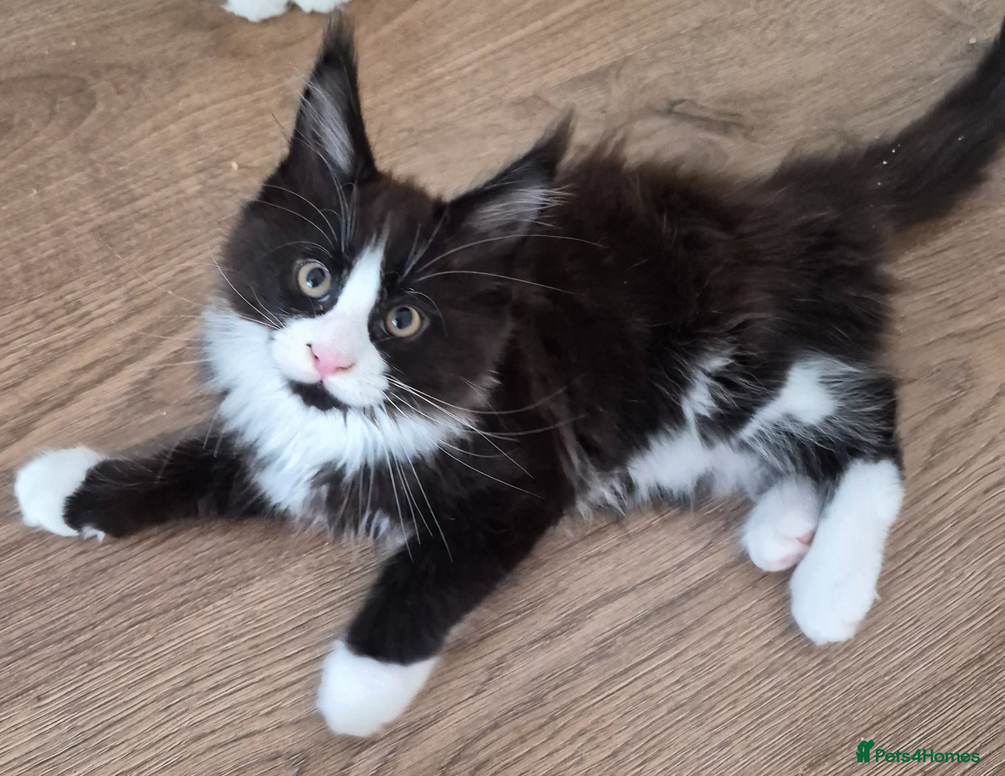 Maine Coon cats XL maine coon kittens for sale  - Advert 16