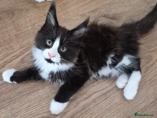 Maine Coon cats XL maine coon kittens for sale - Advert 16