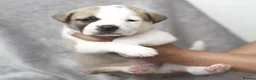 Mixed Breed dogs for sale: F1 American Bulldog x American Akita Puppies in London - Advert 9