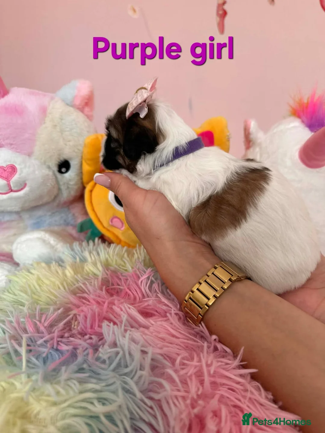 Shih Tzu dogs for sale: 🥰🐾 Adorable Shih Tzu Puppies 🐾🥰 - Advert 12