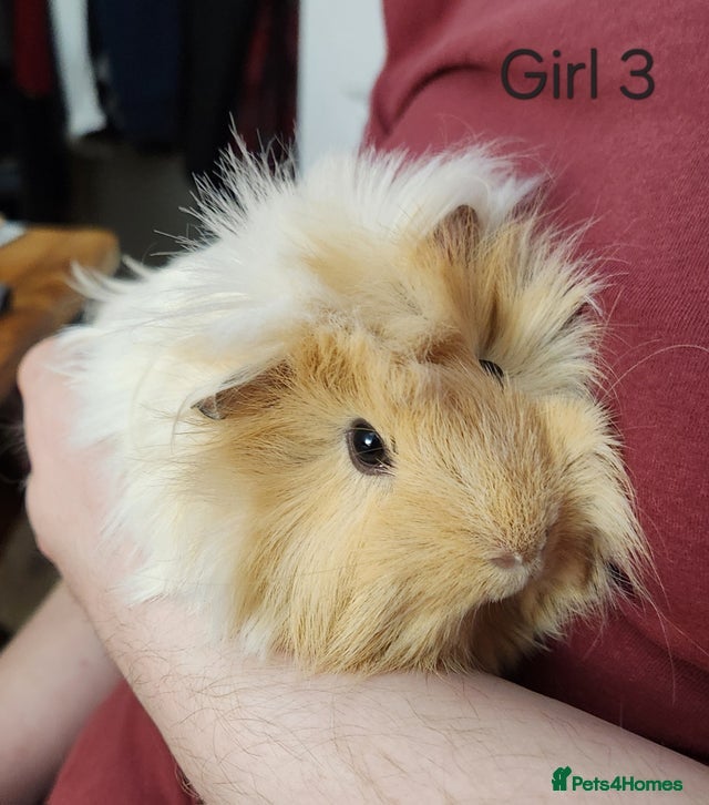 Guinea Pig rodents 3x Female Guinea Pigs  - Advert 1