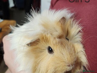 Guinea Pig rodents 3x Female Guinea Pigs - Advert 1