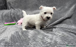 West Highland Terrier dogs for sale: KC REGISTERED Boys & Girl available - Image 7