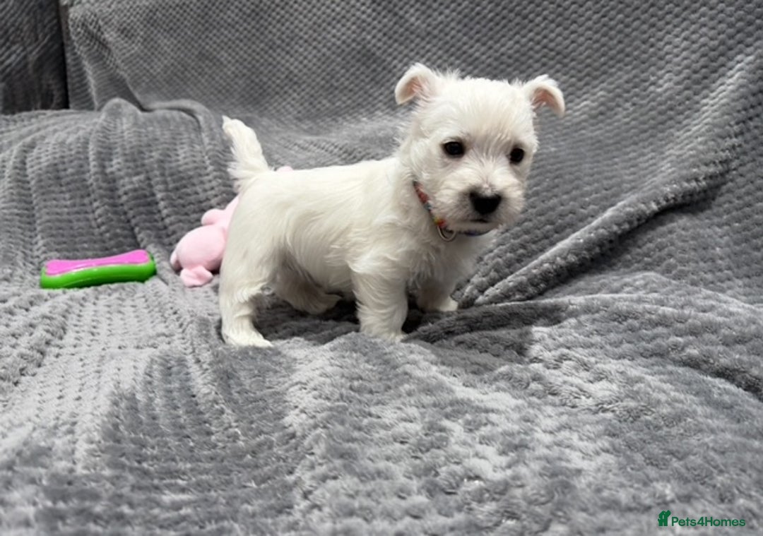 West Highland Terrier dogs for sale: KC REGISTERED Boys & Girl available - Image 7
