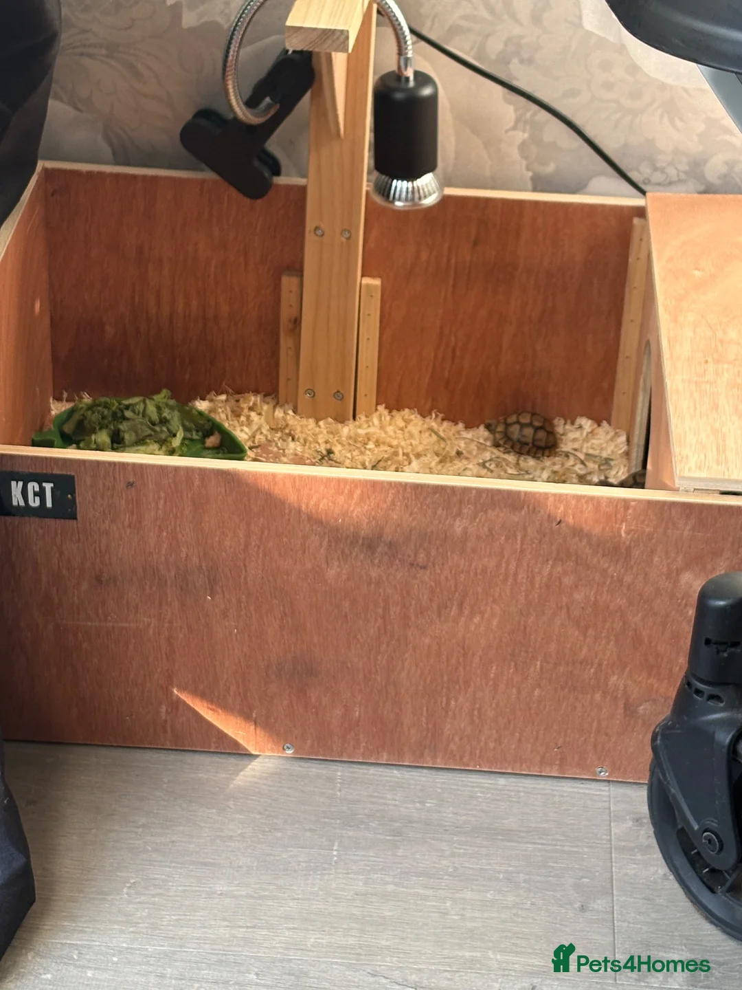 Tortoise reptiles for sale: Baby tortoises in Waltham Abbey - Advert 3