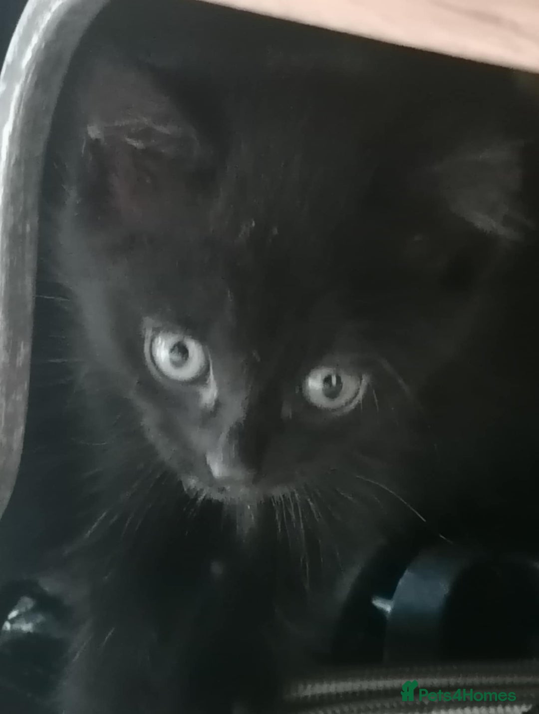 Mixed Breed cats for sale: Kittens - Image 3