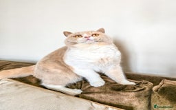 British Shorthair cats for sale: Retired fawn tortie + white British Shorthair  - Image 8