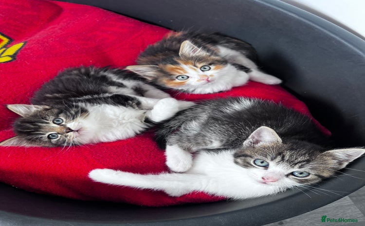 Mixed Breed cats - Advert 4
