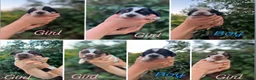 Cocker Spaniel dogs for sale: Outstanding litter  - Advert 1
