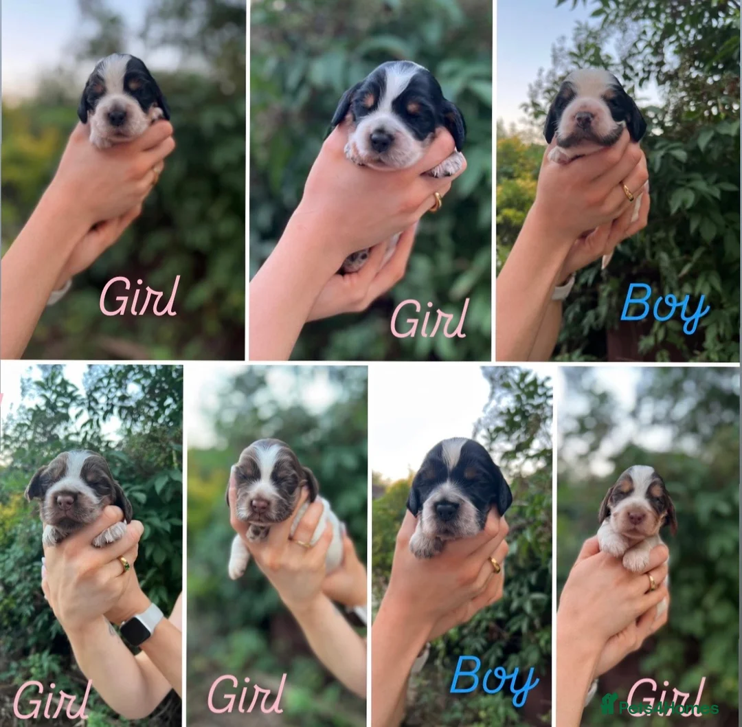 Cocker Spaniel dogs for sale: Outstanding litter  - Advert 1
