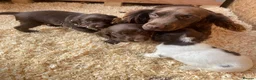 Cocker Spaniel dogs for sale: Beautiful cocker spaniel puppies  - Advert 2