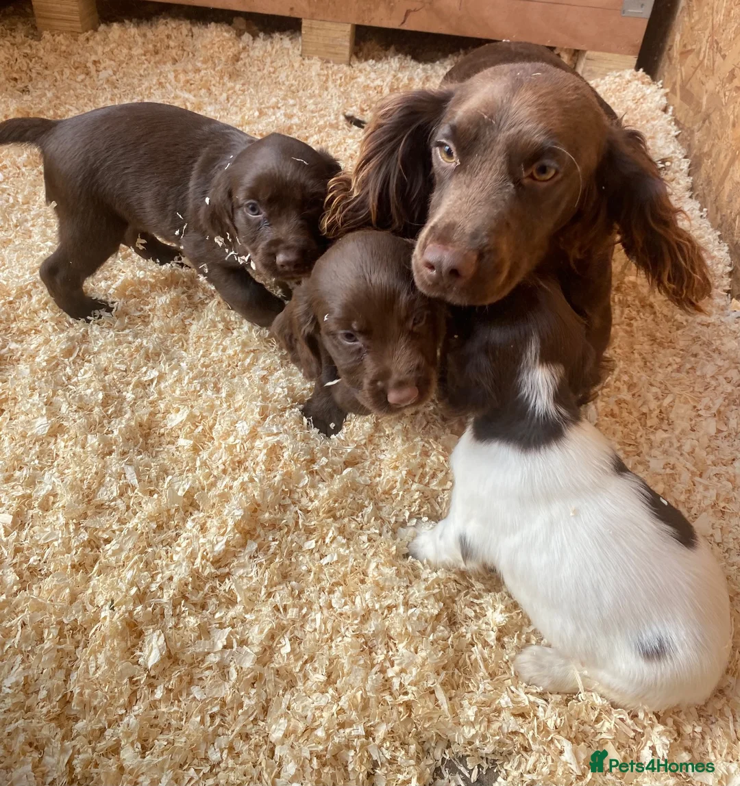 Cocker Spaniel dogs for sale: Beautiful cocker spaniel puppies  - Advert 2