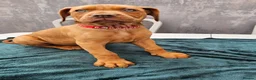 Mixed Breed dogs for sale: Dogue de bordeaux / Doberman  - Advert 2
