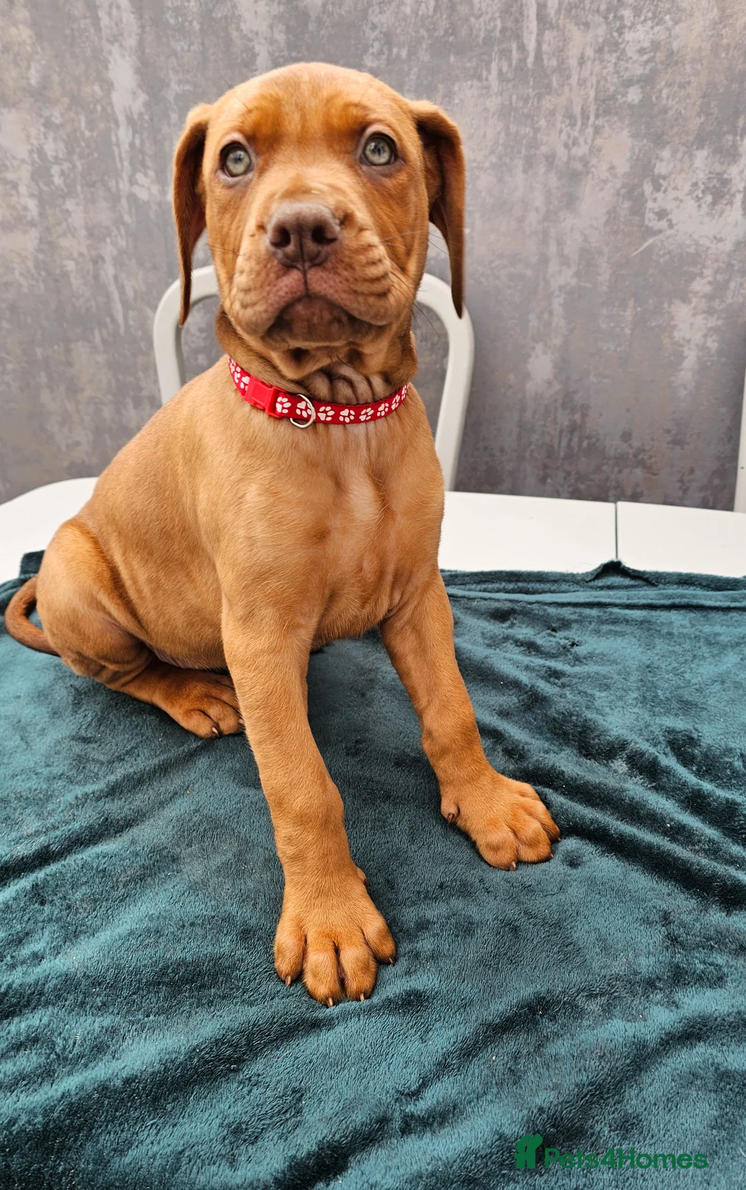 Mixed Breed dogs for sale: Dogue de bordeaux / Doberman  - Advert 2