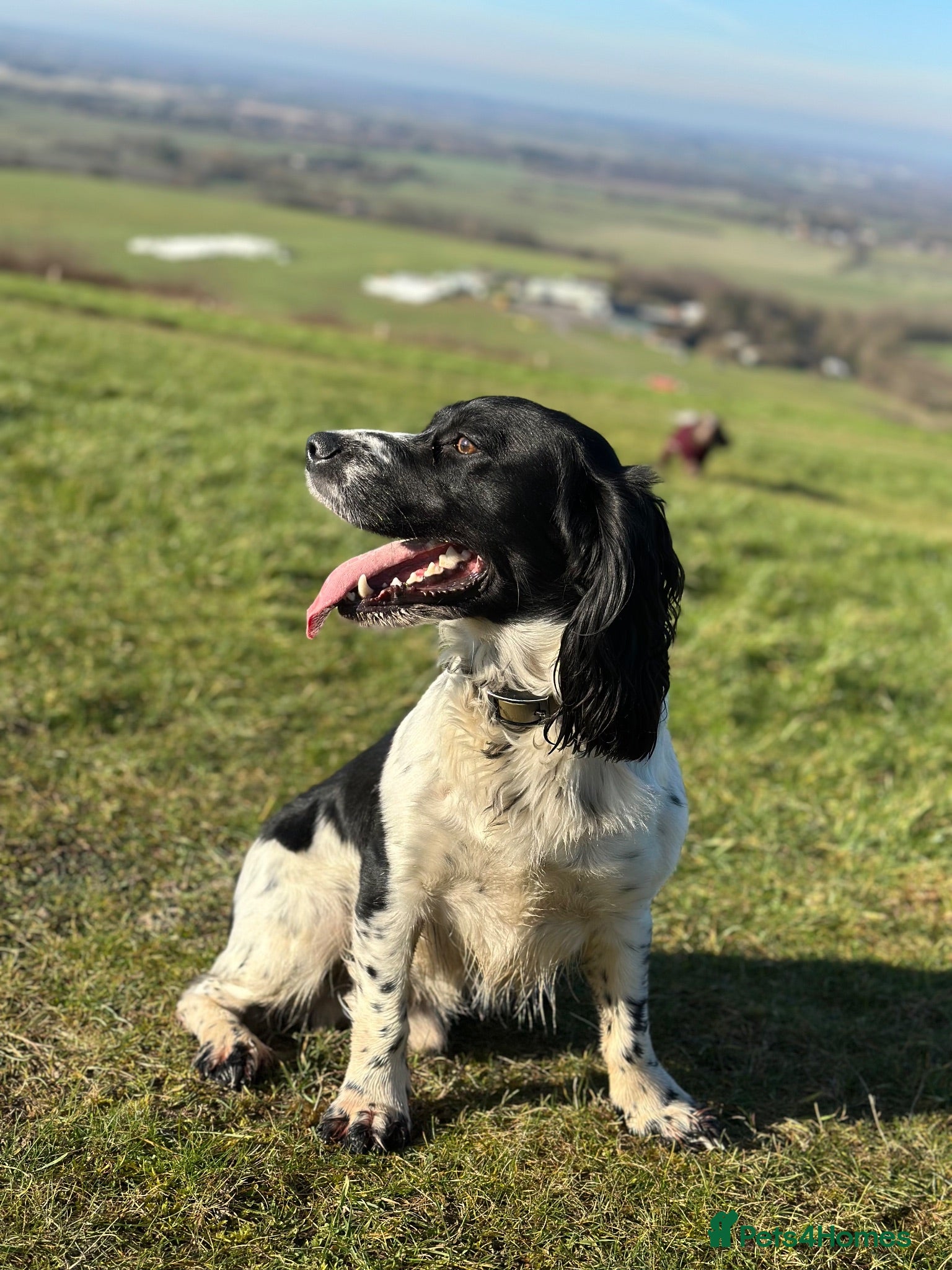 Cocker Spaniel dogs KC registered - Cocker Spaniel Stud - OTIS - Advert 1