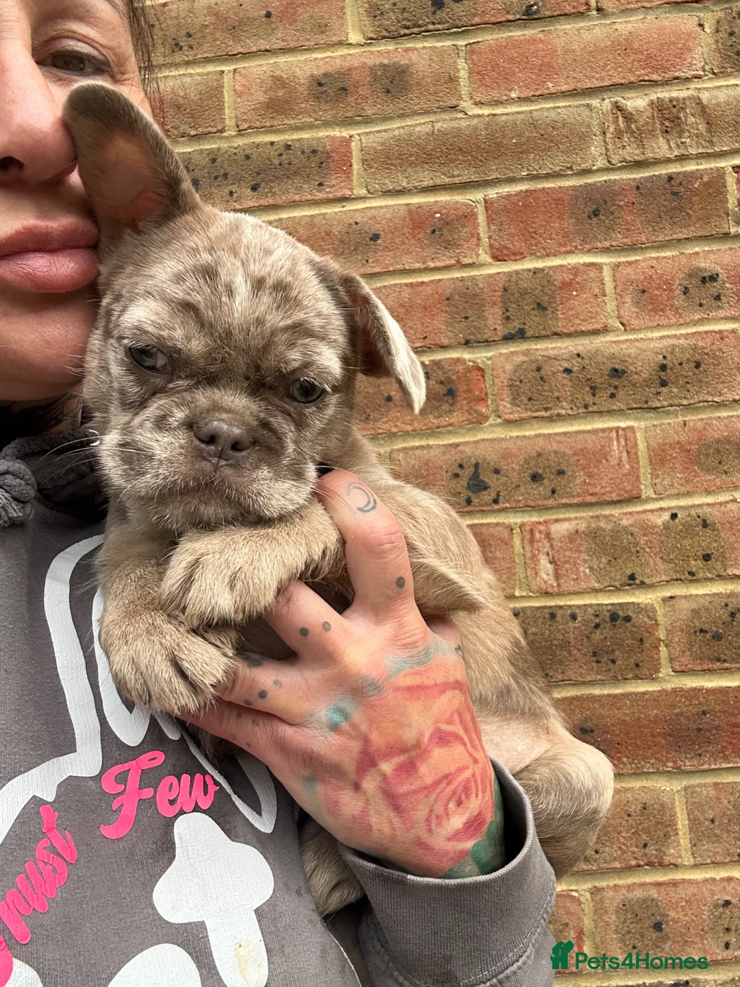 French Bulldog dogs for sale: Micros -Reduced and ready now to get them settled  - Advert 1