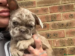 French Bulldog dogs Micros -Reduced and ready now to get them settled - Advert 14