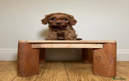Cavapoo dogs for sale: F1 Cavapoo puppies.  - Image 10
