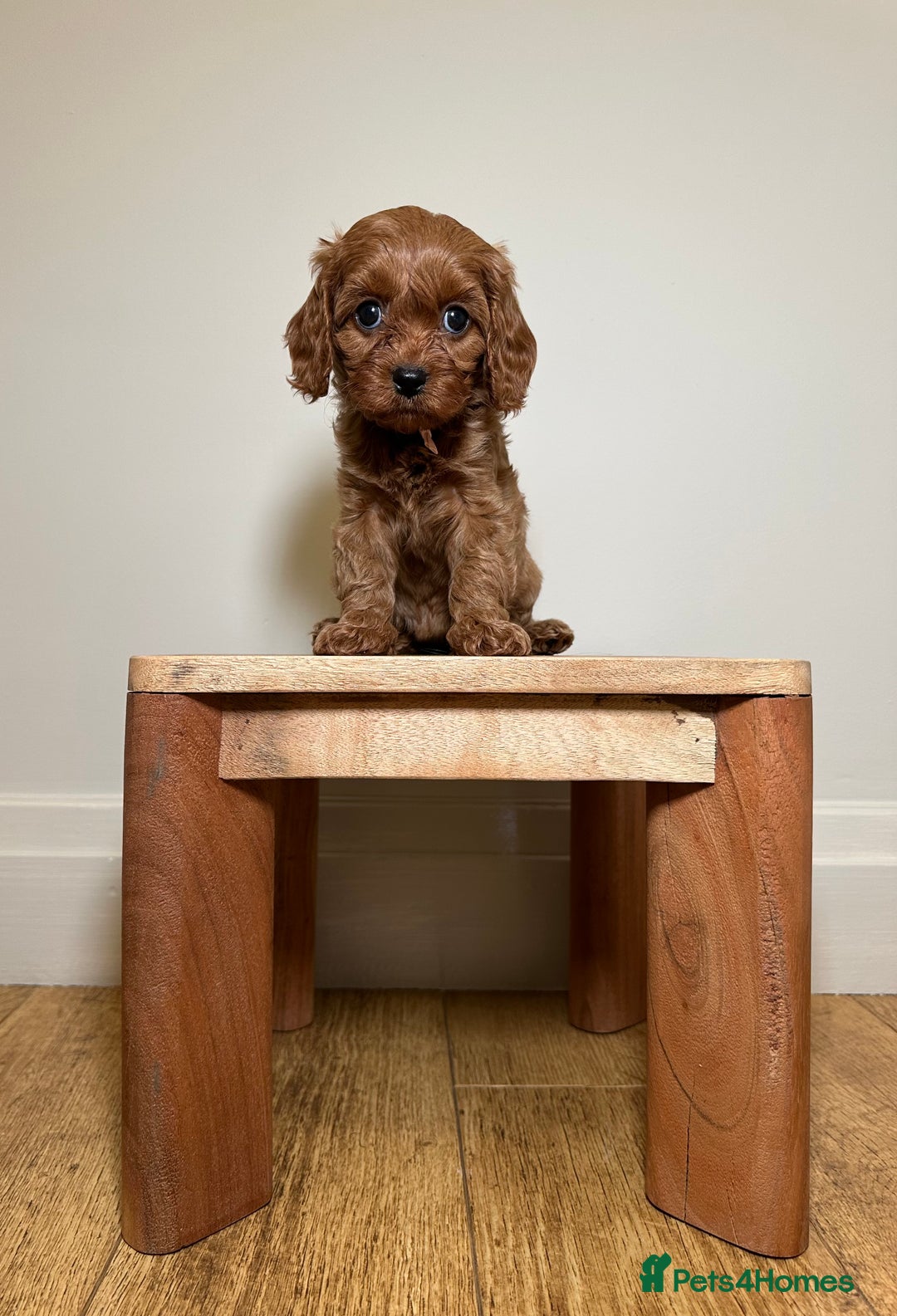 Cavapoo dogs for sale: F1 Cavapoo puppies.  - Image 10