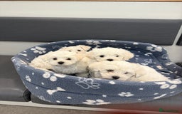 Maltese dogs for sale: Selling 4 Bichon Maltese  - Image 1