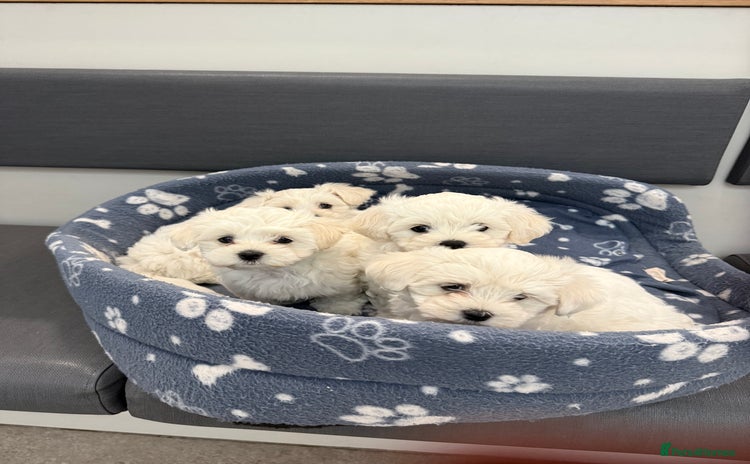 Maltese dogs - Advert 8