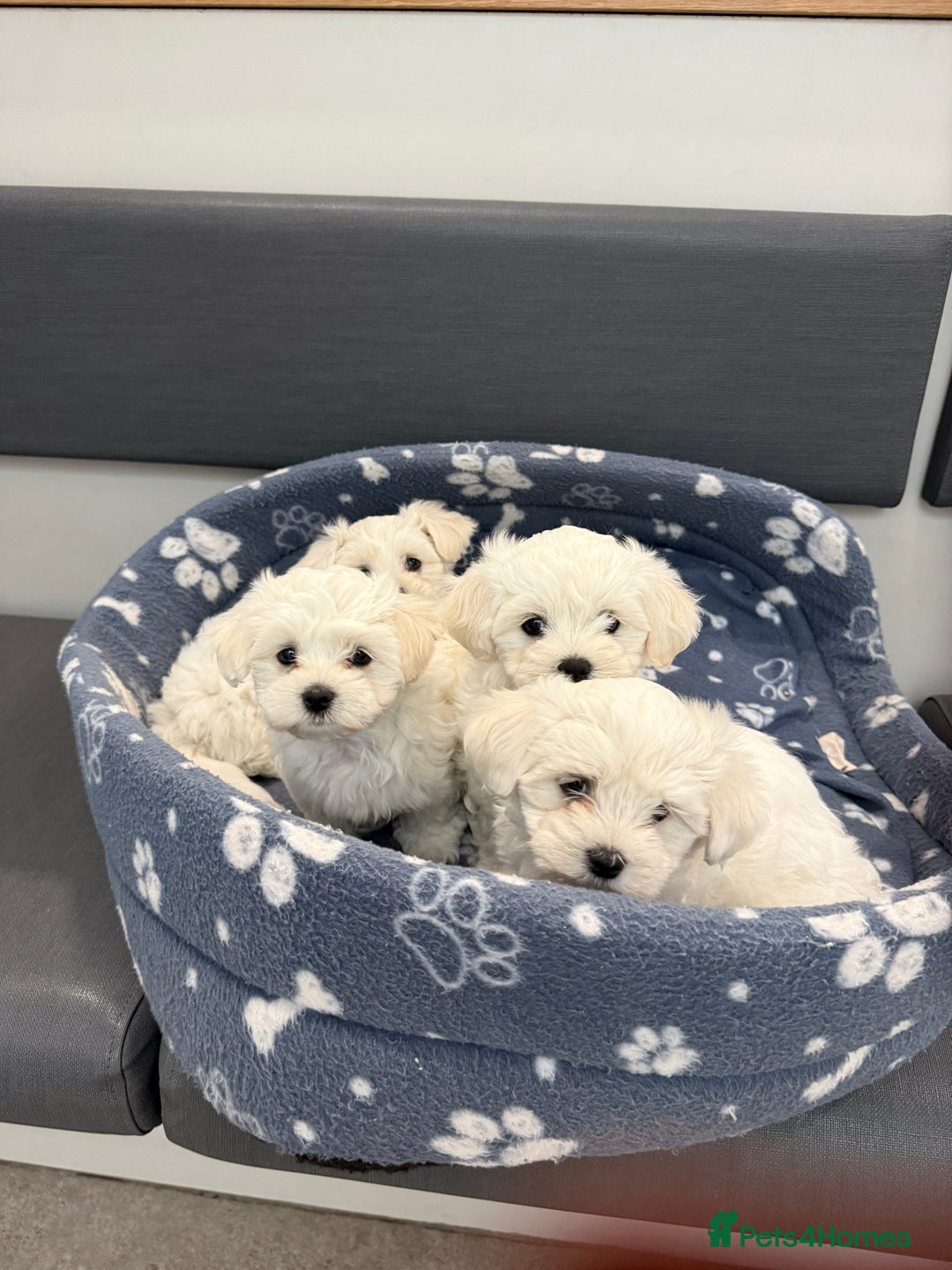 Maltese dogs for sale: Selling 4 Bichon Maltese  - Image 1