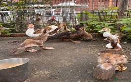 Ducks poultry for sale: Gorgeous and Muscovy ducklings - Image 1