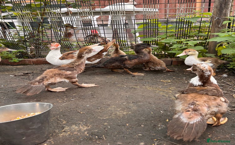 Ducks poultry - Advert 1