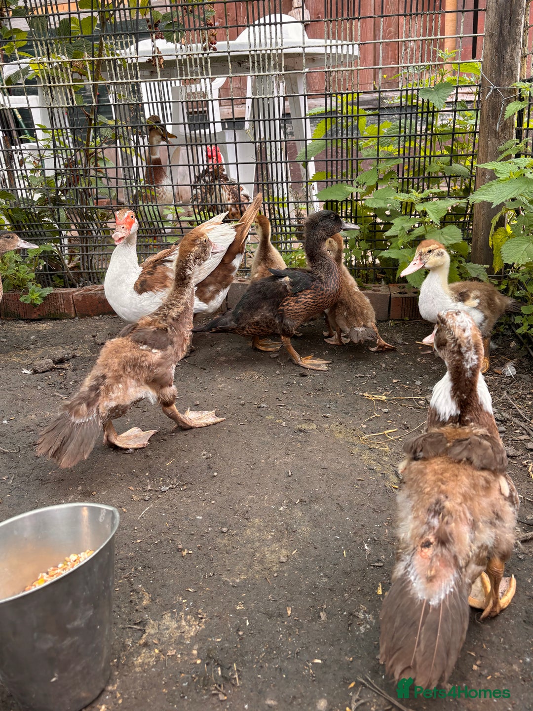 Ducks poultry for sale: Gorgeous and Muscovy ducklings - Image 1