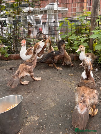 Ducks poultry - Advert 15