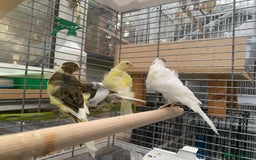Canaries birds for sale: Mixed canaries  - Image 2