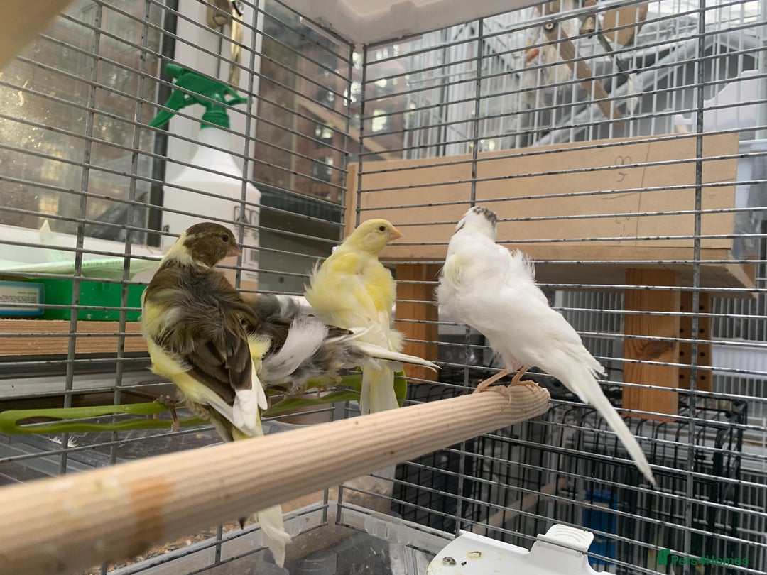 Canaries birds for sale: Mixed canaries  - Image 2