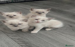 Ragdoll cats for sale: 🐾 Ragdoll Kittens for sale 🐾 - Image 1