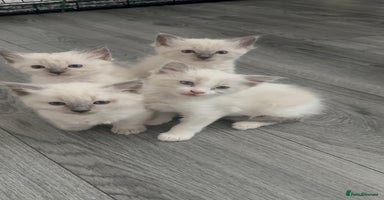 Ragdoll cats - Advert 12