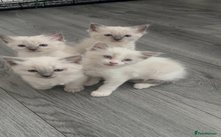 Ragdoll cats - Advert 10