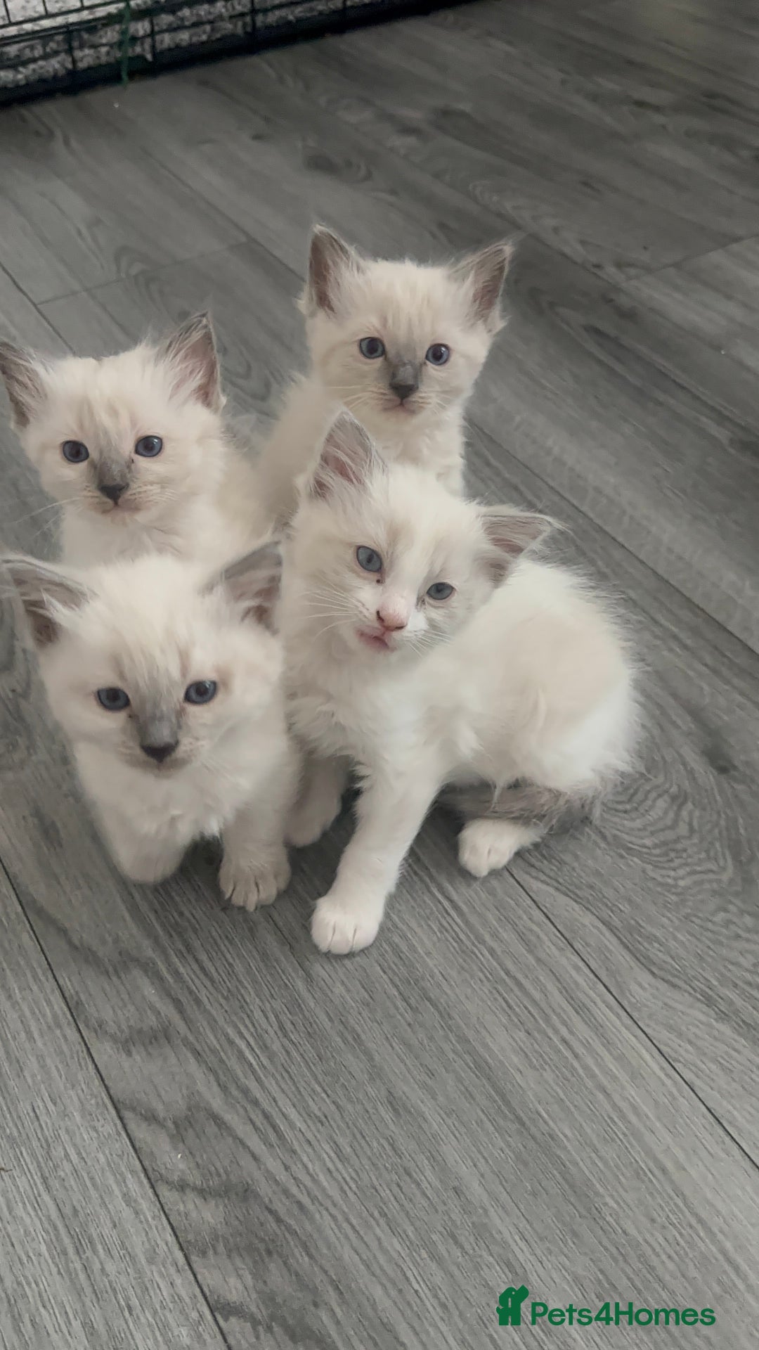 Ragdoll cats for sale: 🐾 Ragdoll Kittens for sale 🐾 - Image 1