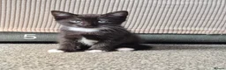 British Longhair cats for sale: Litter of 6 kittens - Advert 17