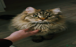 Siberian cats for sale: Tabby Siberian Cross Male - Image 1