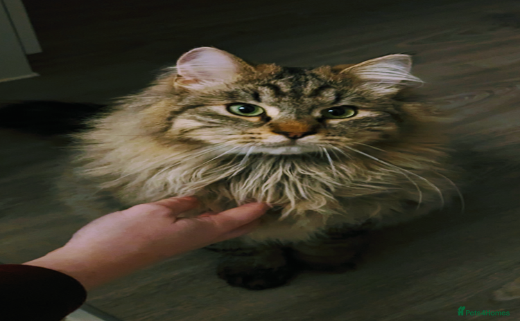 Siberian cats - Advert 1