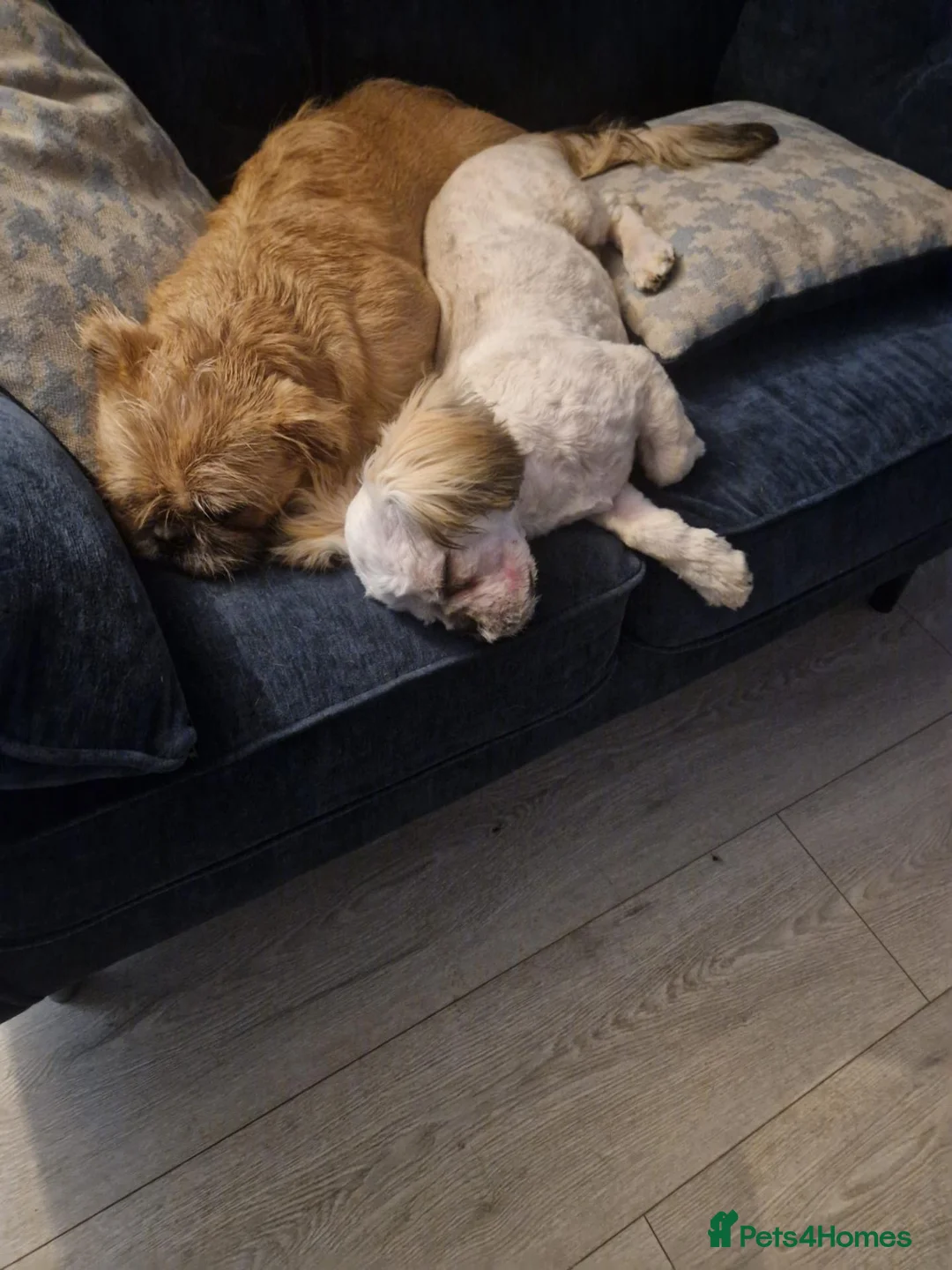 Mixed Breed dogs for sale: 4 month old pugzu - Advert 7