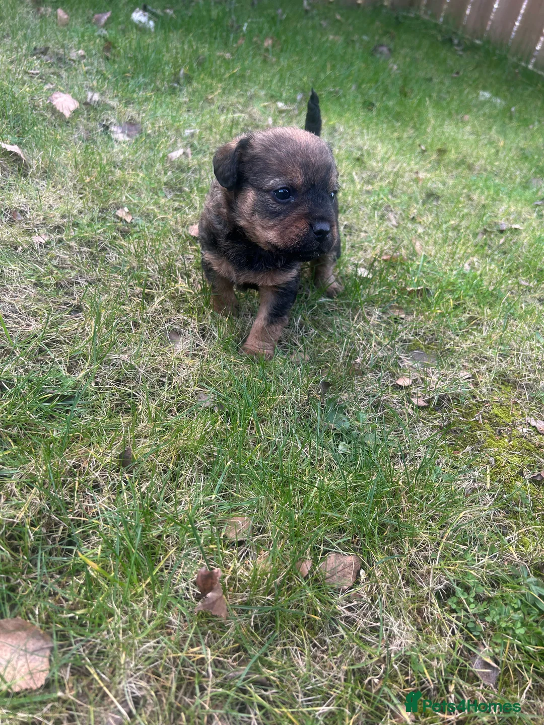 Patterdale Terrier dogs for sale: Stunning Patterdale pups  - Advert 14