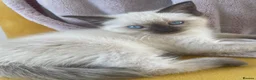 Ragdoll cats for sale: Ragdoll Kittens – 3 Boys & 1 girl  - Advert 1