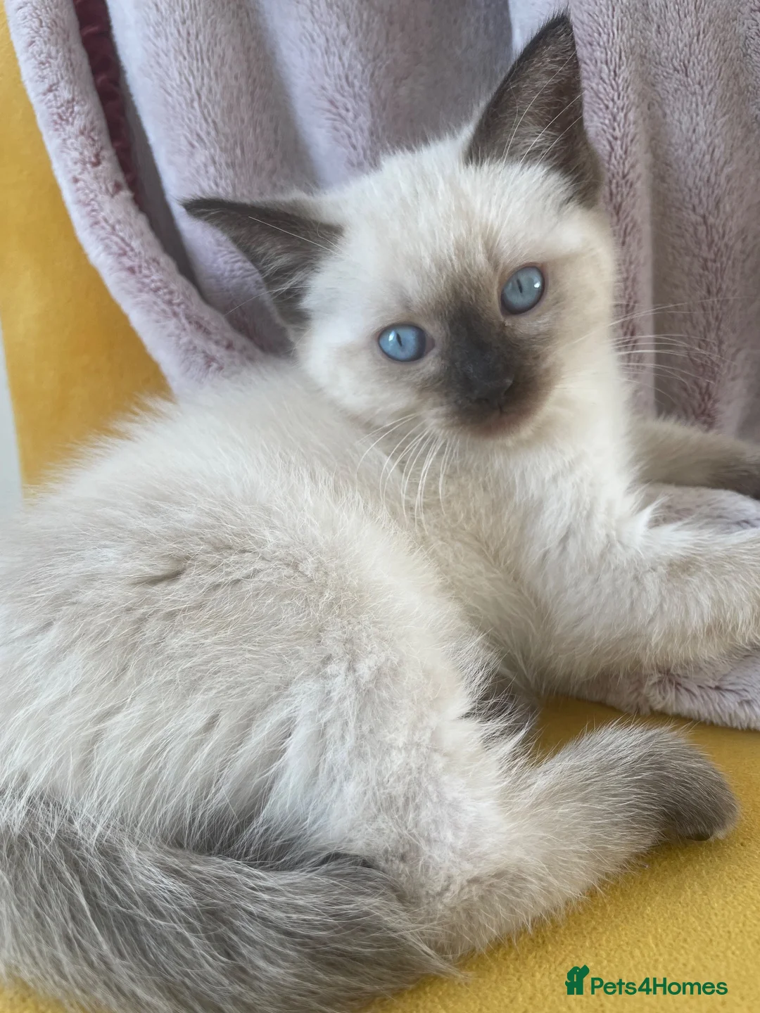 Ragdoll cats for sale: Ragdoll Kittens – 3 Boys & 1 girl  - Advert 1