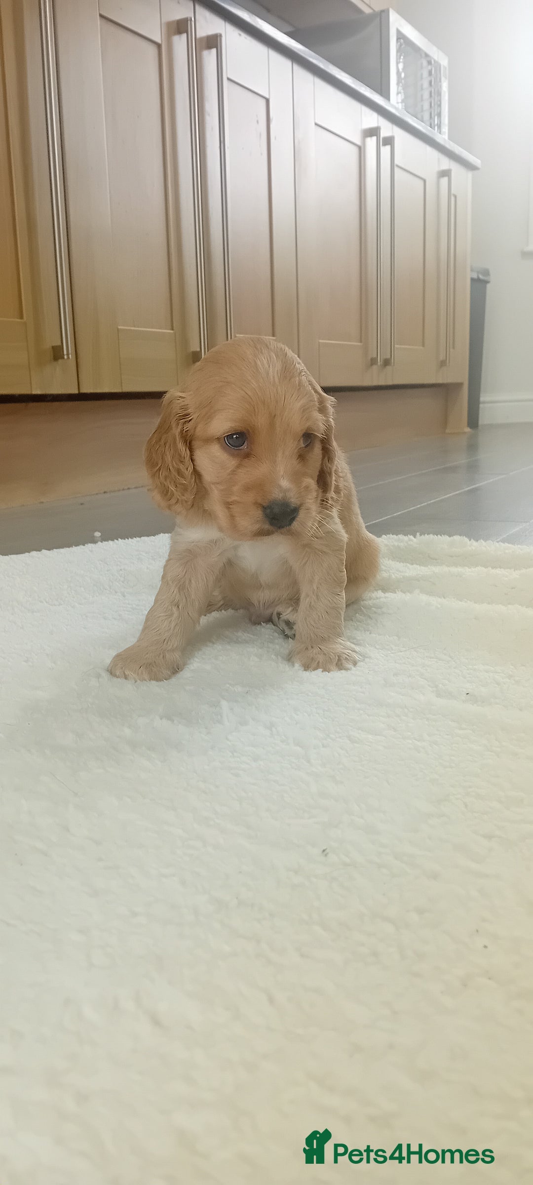 Cocker Spaniel dogs for sale: QUALITY COCKER SPANIAL PUPPIES VARIOUS COLOURS - Image 1